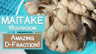 Maitake Mushroom Benefits of DFraction Compound [upl. by Llenyaj102]