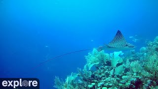 Utopia Village EdgeofWall Underwater Reef Cam powered by EXPLOREorg [upl. by Nnylirej]