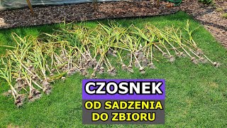 Uprawa Czosnku OD SADZENIA DO ZBIORU  Czosnek Wiosenny Jesienny Słoniowy PORÓWNANIE UPRAWY [upl. by Cara574]