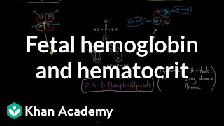 Fetal hemoglobin and hematocrit  Human anatomy and physiology  Health amp Medicine  Khan Academy [upl. by Weiss30]