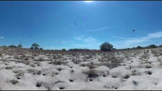 360 Video of Carmine beeeaters Zambezi Mubala Lodge  Gondwana Collection Namibia [upl. by Nally105]