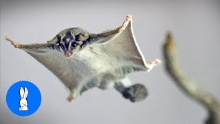 SUGAR GLIDERS Flying  Funny amp Cute Compilation [upl. by Arual587]