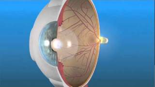 How the Eye Works and the Retina [upl. by Aislehc]