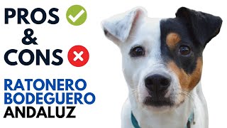 Ratonero Bodeguero Andaluz Dog Pros and Cons Ratonero Bodeguero Andaluz Advantages and Disadvantages [upl. by Eleda374]