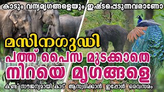 പത്ത് പൈസ മുടക്കാതെ മൃഗങ്ങളെ കണ്ട് കാട് ആസ്വദിക്കാൻ ഒരവസരം  Masinagudi  Masinagudi Ootty road [upl. by Jordana]