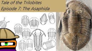 The Tale of The Trilobites Ep 7 The Asaphida [upl. by Atalanta]