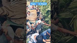 Tiger in kailali subscribe support [upl. by Tisman]