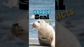 5 Harbor Seal Lesser Known Facts harborseal harborsealfacts marinelife [upl. by Scholem]