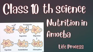 Nutrition in Amoeba Life process Class 10 th science biology ncert CBSE mp board 202425 video [upl. by Bernadene]