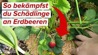 Schädlinge an Erdbeeren bekämpfen und vorbeugen Blattläuse Spinnmilben amp Weiße Fliege [upl. by Hpeosj]