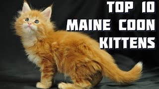 Top 10 Maine Coon Kittens  Vote for the best Maine Coon Kitten [upl. by Gish]