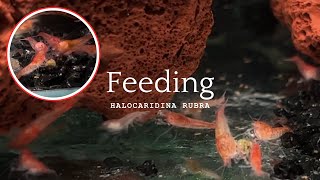 Feeding My Supershrimps Halocaridina rubra Opae Ula [upl. by Letsou444]