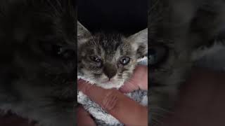 Miraculous Rescue A hero Rescue a cat cat animals pets [upl. by Sirovaj]