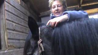 How To Trim A Bridlepath On Your Horses Mane Jacqui Wild [upl. by Aniras]