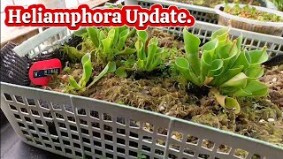 Heliamphora Update [upl. by Gerianne]