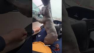 Can your dog drive dog frenchie puppy car plaid shorts viral [upl. by Marguerita]