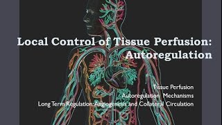 Autoregulation of blood flow viveksirsphysiology vsp [upl. by Irmine]