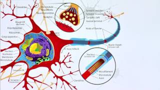 Peripheres Nervensystem [upl. by Kareem]