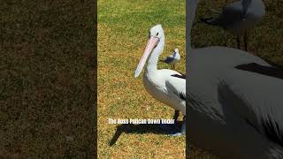 The Boss Pelican Down Under lifeinthebag nature nsw pelican downunder livingdinosaur [upl. by Moseley]