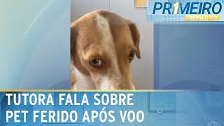 Tutora de pet que saiu ferida de voo diz que ela é acostumada a viajar  Primeiro Impacto 090924 [upl. by Catherin]