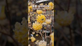 Edgeworthia chrysantha 토종 삼지닥나무 종이만드는 나무 대림원예종묘 shorts [upl. by Agathe785]