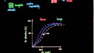 OxygenHemoglobin Dissociation Curve [upl. by Hildebrandt]