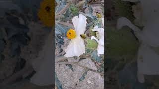 Carpenter Bees and Prickly Poppy Flowers  Kennedy Meadows nature sierranevada california [upl. by Swor191]