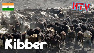 Spiti Kibberwith the Herd [upl. by Idelson492]