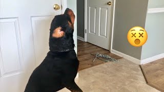 Rottweiler Howling no challenge needed 15 [upl. by Lynea800]