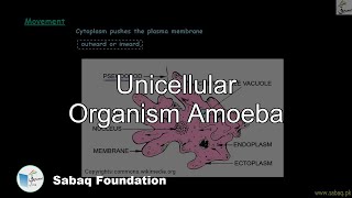 Unicellular Organism Amoeba Biology Lecture  Sabaqpk [upl. by Malca45]