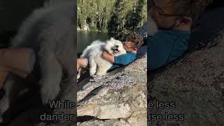 Are Samoyeds hypoallergenic dog samoyed [upl. by Willie]