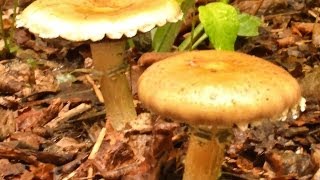 Growing Wine Cap Mushrooms in the Garden King Stropharia [upl. by Aleacem880]