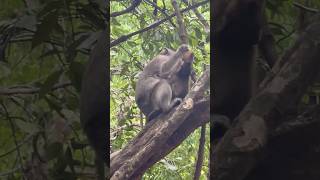 Baby Monkey take food from mother monkeylove naturemonkey babymonkey natur shortvideo [upl. by Yim]