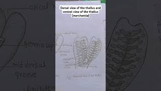 marchantia dorsal and ventral thallus [upl. by Verger]