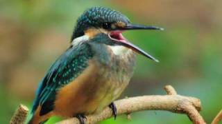 Common kingfisher Bird photography with Nikon camera [upl. by Pickering953]