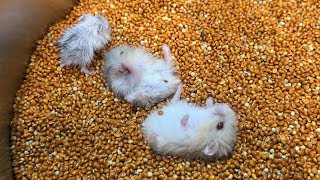 Cute Hamster Newborn hamsters freely play inside the food warehouse reserved for them [upl. by Hsirk]