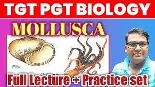 Phylum Mollusca full lecture and Practice set  Mollusca one shot lecture  Mollusca MCQ [upl. by Nelyk]