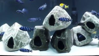 Pseudotropheus Demasoni tank malawi cichlids Mbuna [upl. by Guyon]