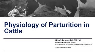 Physiology of Parturition in Cattle [upl. by Neerak]