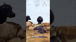 A Tragic Fate Of Baby Hippo 🦛 With Horrible Lions animals junglefacts crewfacts wildanimalfacts [upl. by Ardnayek]