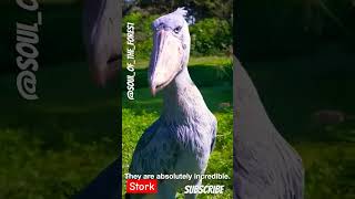 Shoebill Stork A close relative of dinosaur [upl. by Nileuqcaj]