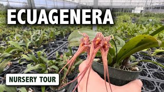 Ecuagenera Nursery Tour  Is this the Best Nursery for Bulbophyllum Orchids in the US [upl. by Feer495]