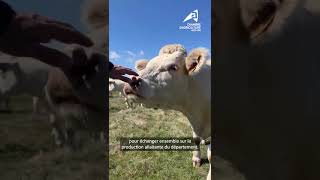 Vidéo journée bovins viande 10 octobre [upl. by Archy]