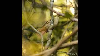 Barranqueiro de olho branco  Whiteeyed Foliagegleaner birds [upl. by Quarta650]