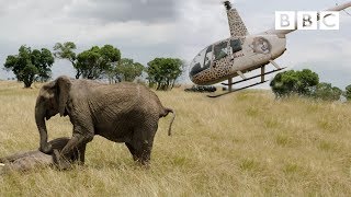 Elephants rescued by helicopter 🐘🚁  Equator from the Air  BBC [upl. by Slyke648]