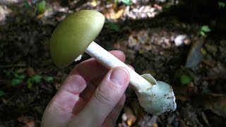 The Deathcap Amanita phalloides [upl. by Iosep]