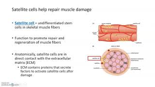 Types of Muscle Fibers and Satellite Cells [upl. by Butterfield935]