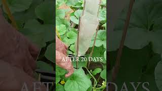 How to Grow Cantaloupe From A To Z At Home High Yield Big Fruit Super Sweetness [upl. by Tirrag400]