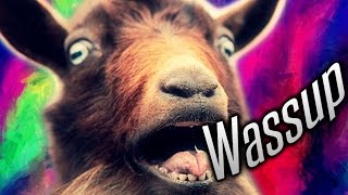 WASSUP GOAT [upl. by Annirac]