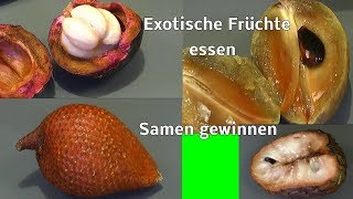 Exotische Früchte essen und Samen gewinnen [upl. by Ilatfan]